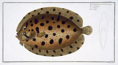The Whiff (Pleuronectus Punctatus) Plate CLXXXIX from 
